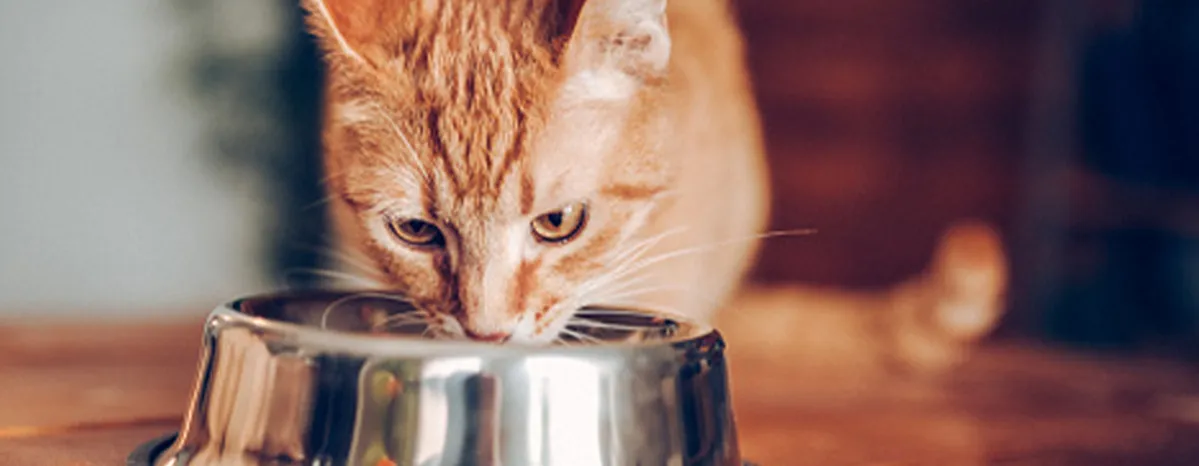Why Is My Cat Always Hungry?