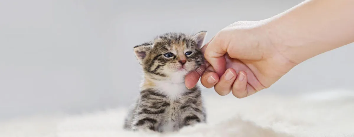 Your Cat's Age in Human Years