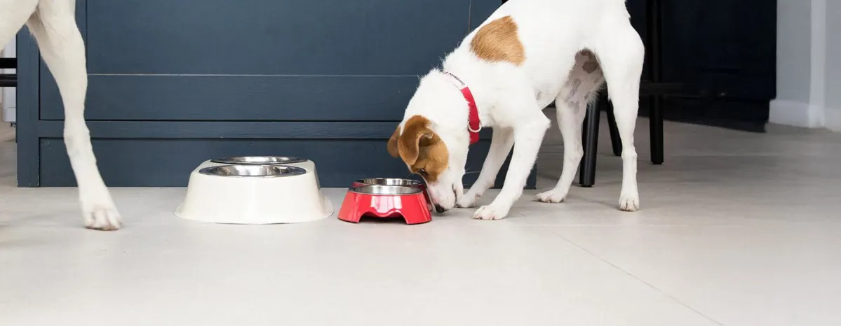 Weaning Puppies - Advice and Tips
