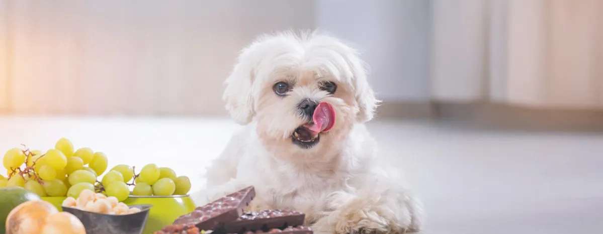 Harmful Substances and Foods for Dogs