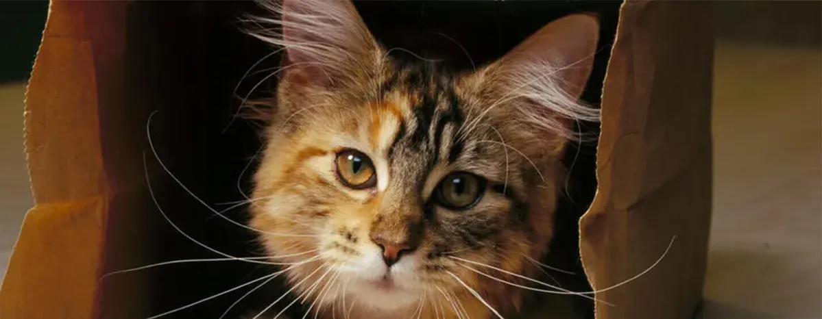 Famous Cats in History Interesting Facts