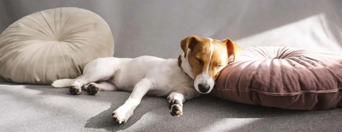 Dog Sleeping Positions What Do They Mean