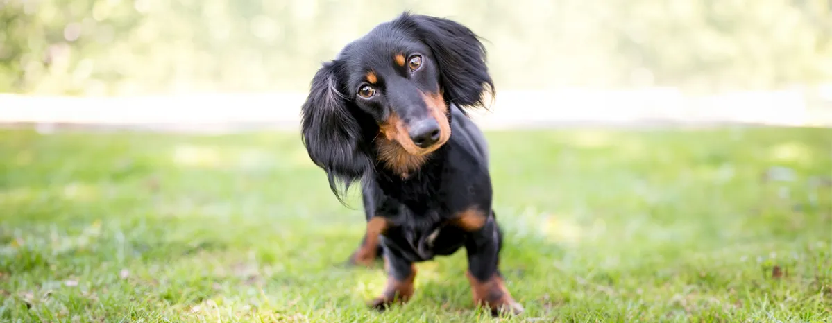 Common Health Problems in Dachshunds that Every Owner Needs to Know About