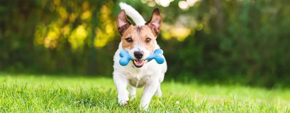 Home Remedies for Dogs that Every Owner Should Know