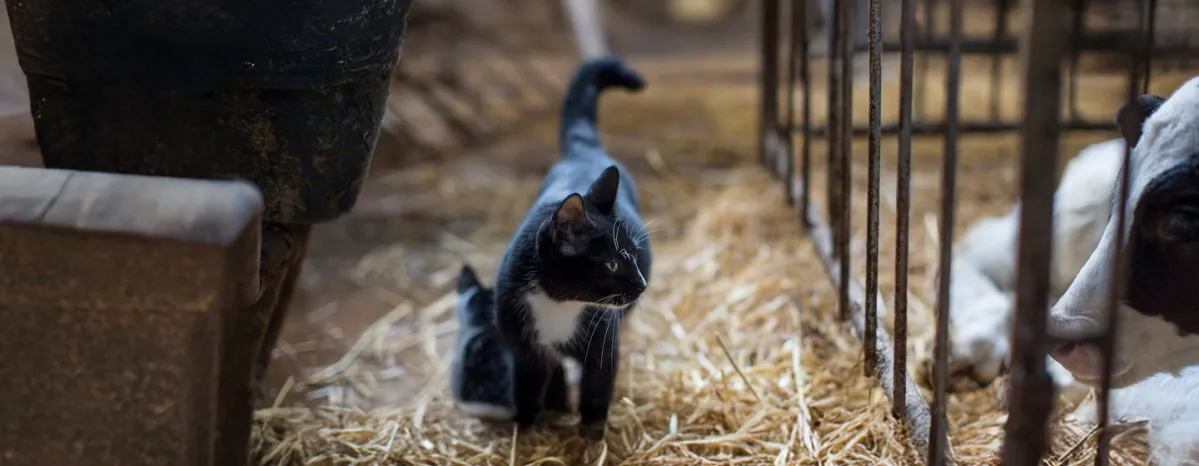Adopting a Farm or Barn Cat