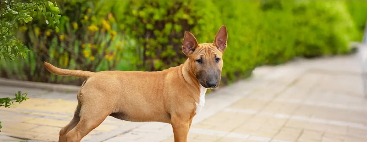 Advice on Insuring Your Dog or Puppy