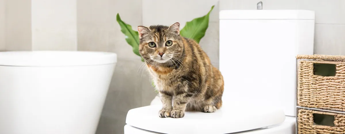 Antibiotics for Cats What You Need to Know