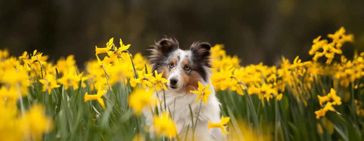 Are Daffodils Poisonous to Dogs The Signs to Look Out For