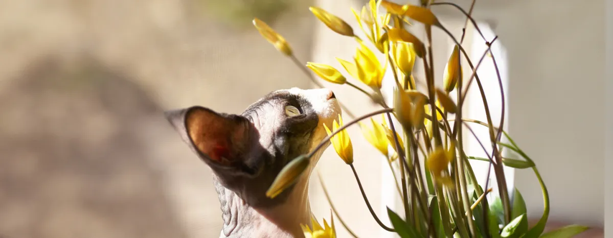 Are tulips poisonous for cats
