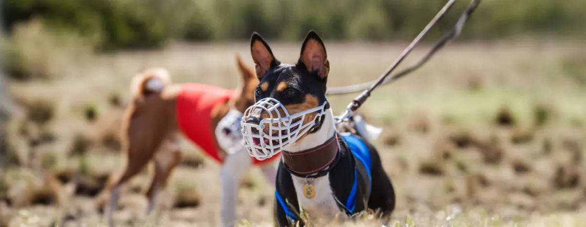 Benefits of Dog Muzzles and Muzzle Training