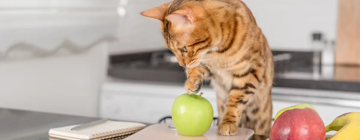 Can Cats Eat Apples