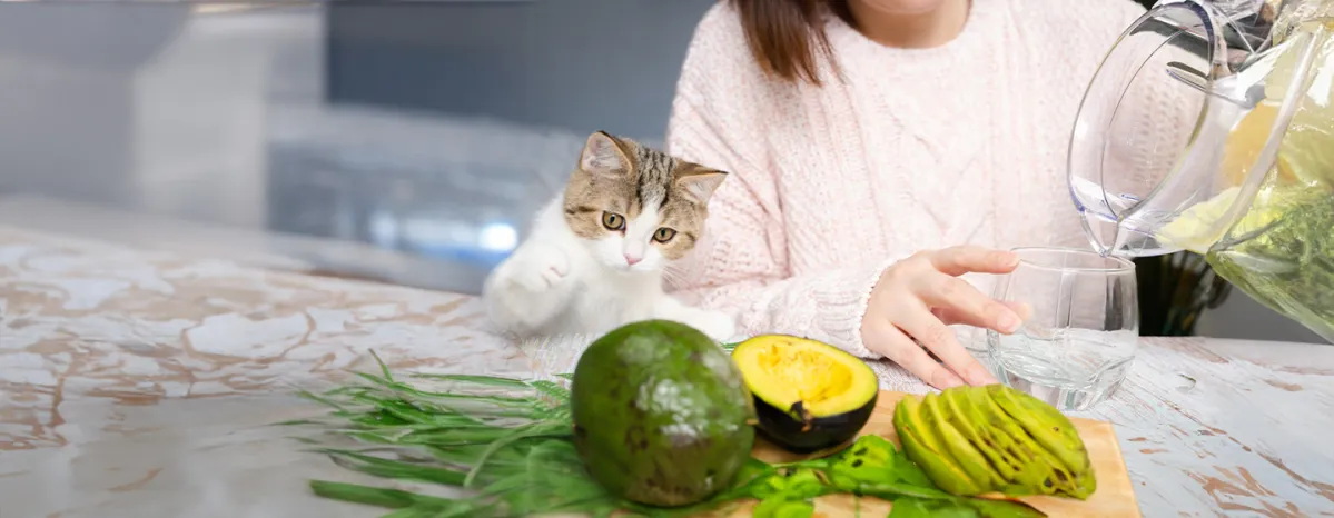 Can Cats Eat Avocado