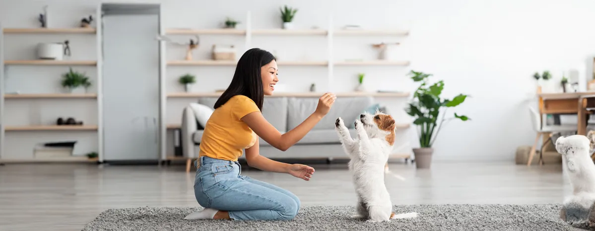 Cool Tricks to Teach Your Dog