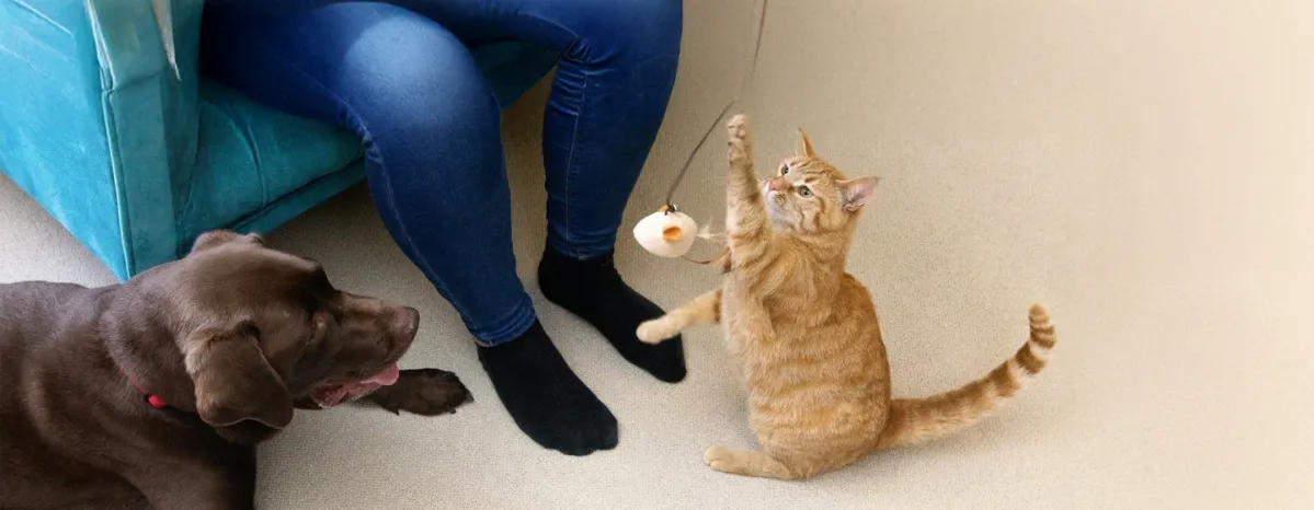 Creative Cat and Dog Enrichment Ideas