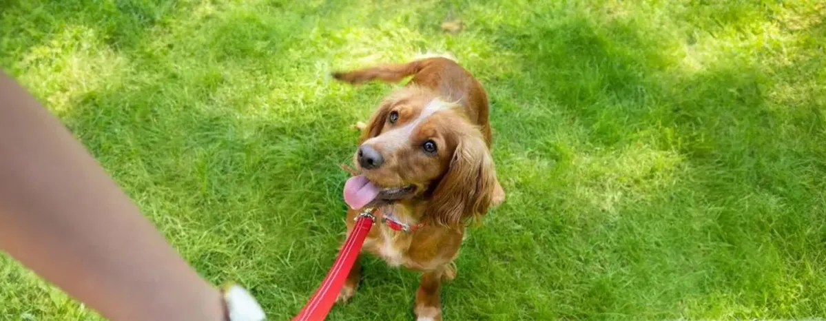 Brain Games and Puzzles to Play with Your Puppy