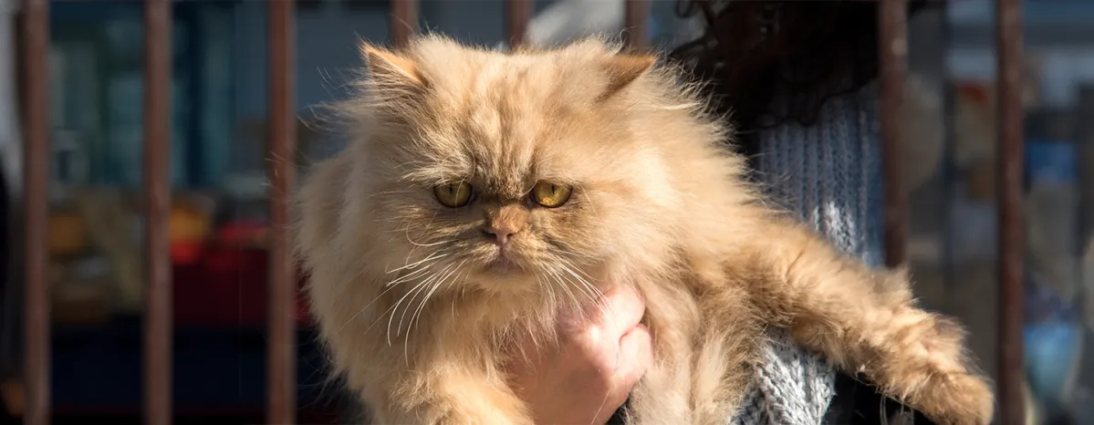 Breathing Problems in Flat-faced Cat Breeds