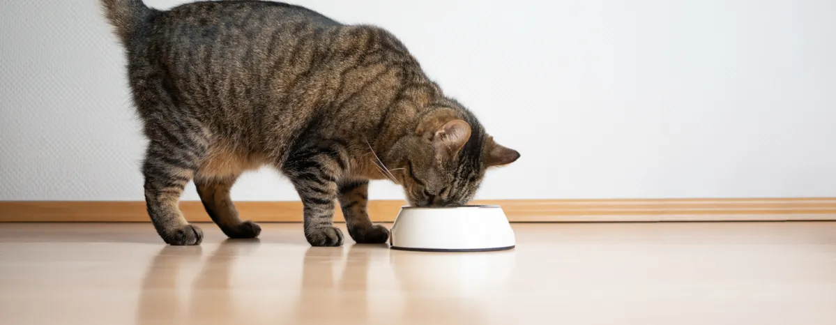 Can Cats Eat Mango