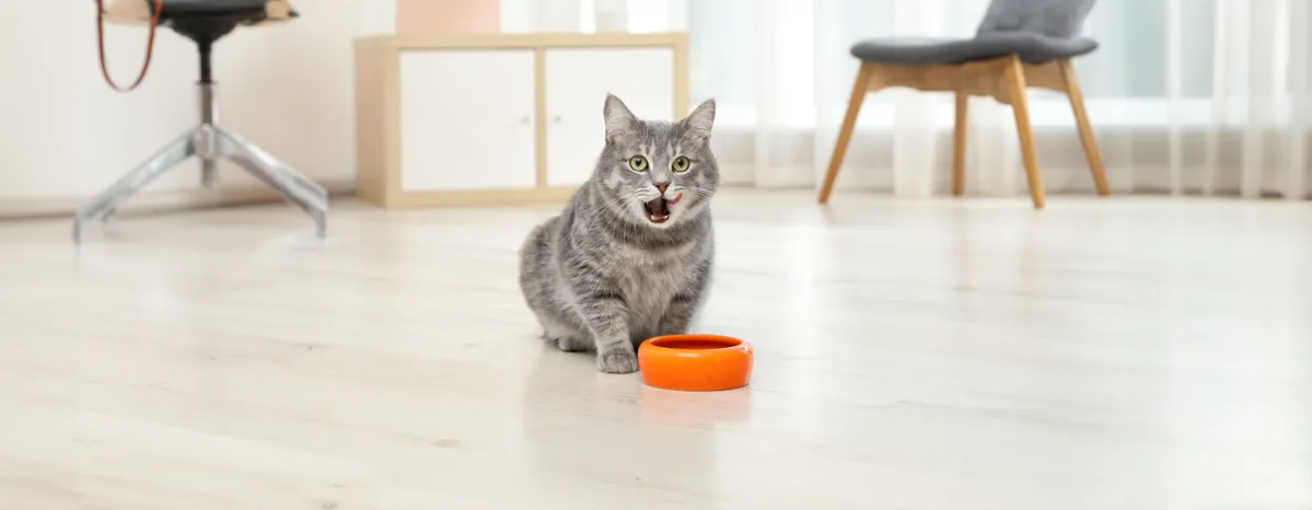Can Cats Eat Oatmeal?