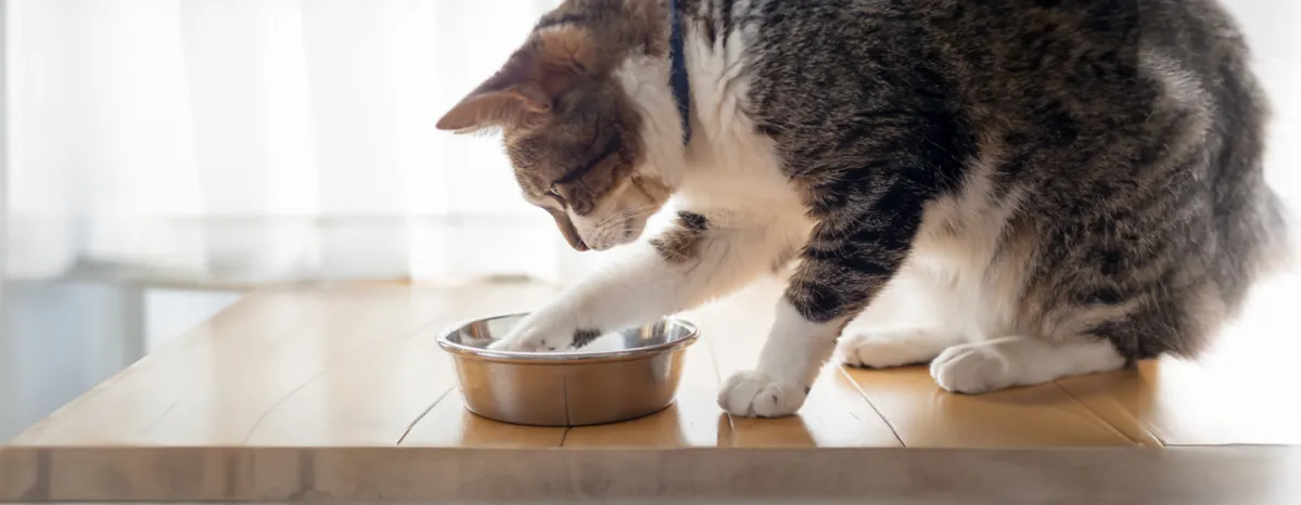 Can Cats Eat Rice