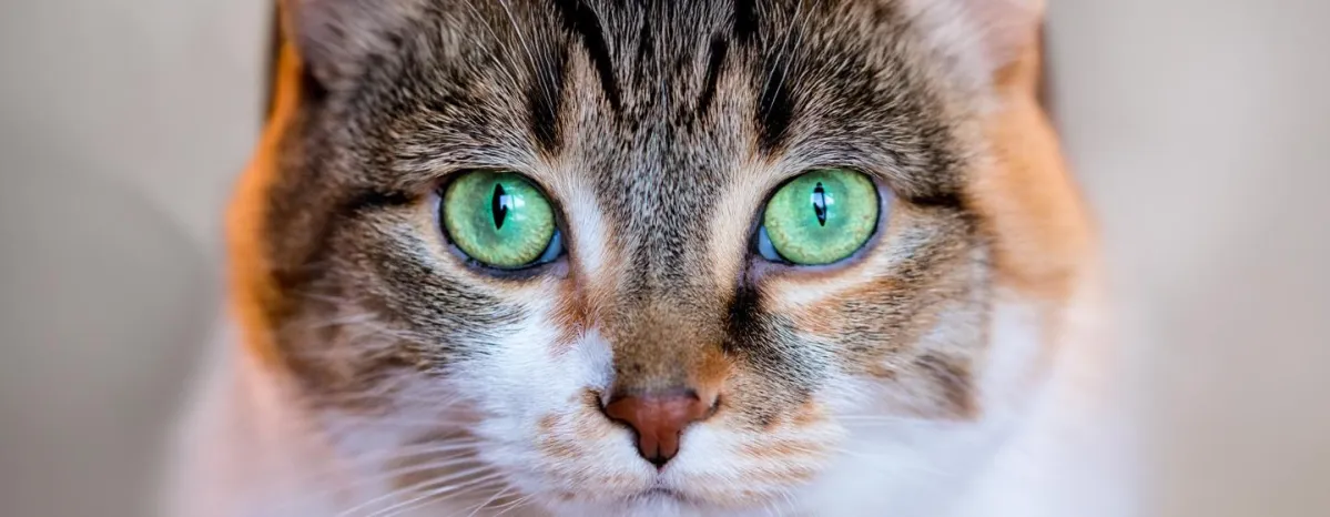 Can Cats See Colour?