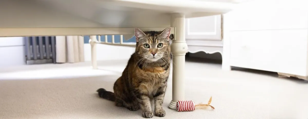 Can Cats See Ghosts?