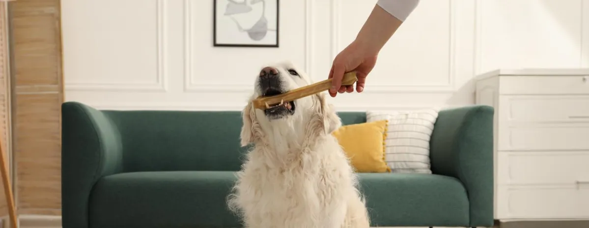 Can Dogs Eat Bones?