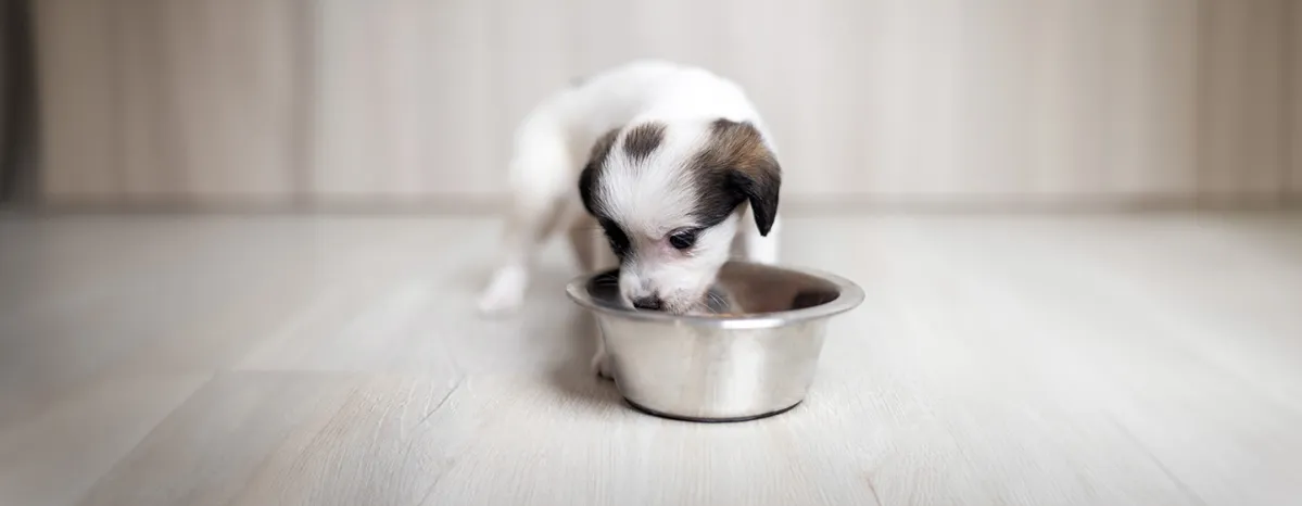 Can Dogs Eat Green Beans?