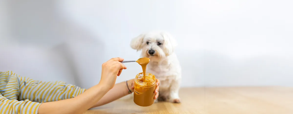 Can Dogs Eat Peanuts and Peanut Butter?
