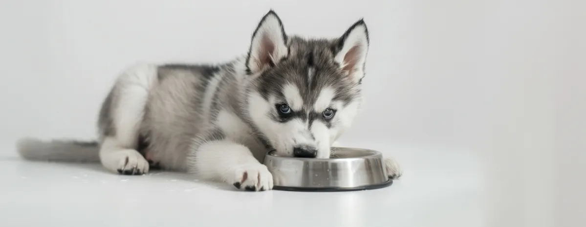 Can Dogs Eat Tuna?
