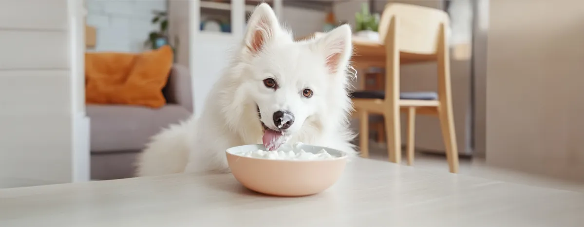 Can Dogs Eat Yogurt?