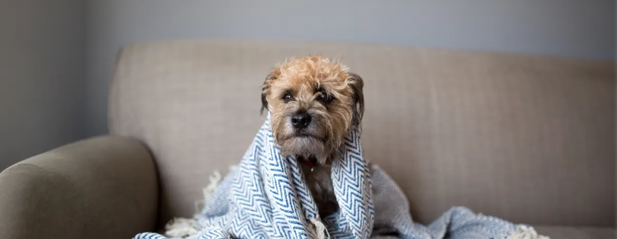 Can Dogs Get Colds or Flu