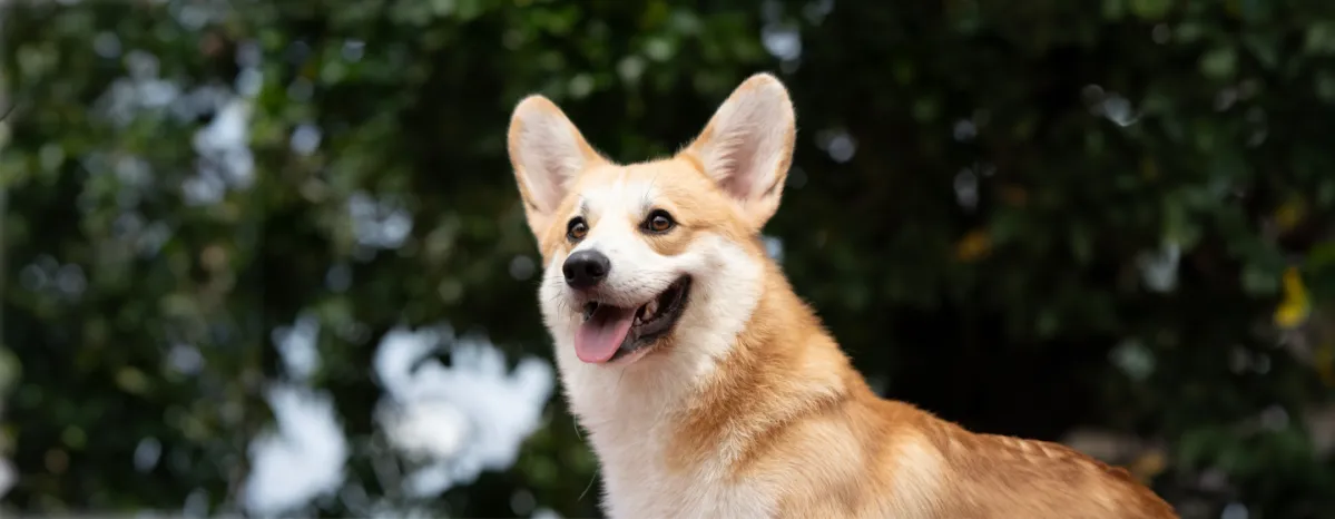 Can dogs laugh and smile