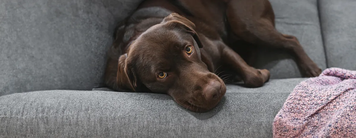 Cancer in dogs – signs and treatment