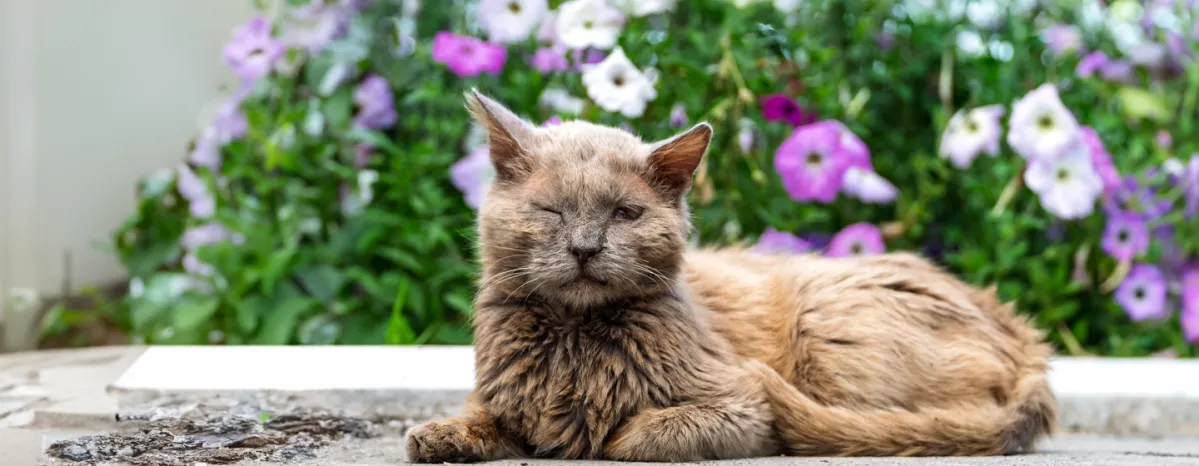 Cat Conjunctivitis - Symptoms and Treatment