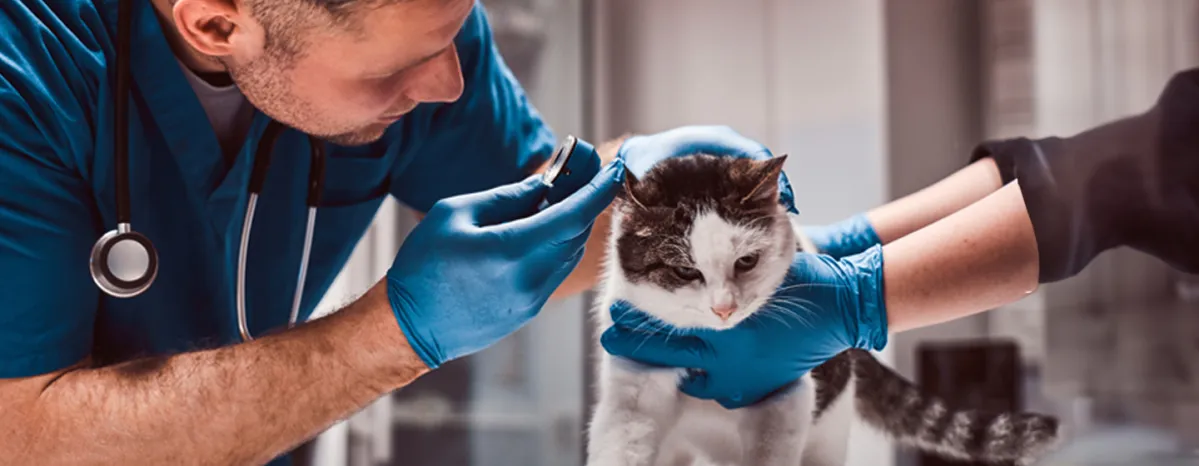 Cat Ear Infections and Common Ear Problems