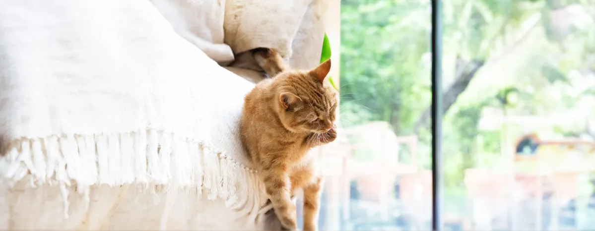 Cat Overgrooming Causes and Treatment