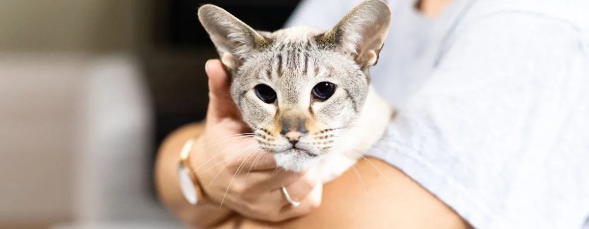 Coping with Blindness in Cats