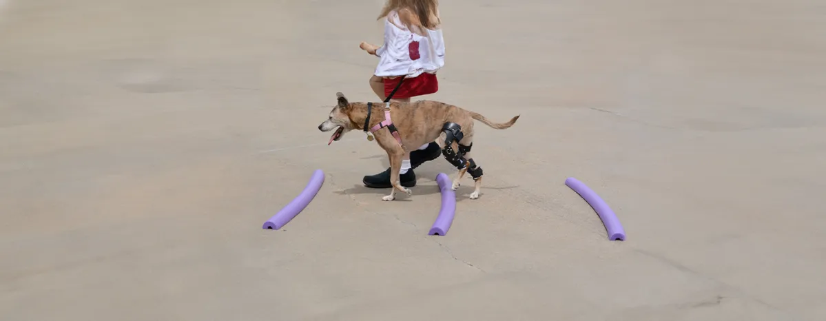 Cruciate Ligament in Dogs