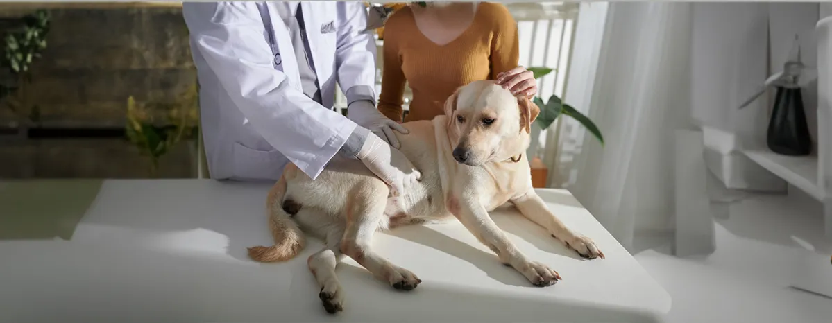 Cushing’s Disease in Dogs Symptoms and Treatment