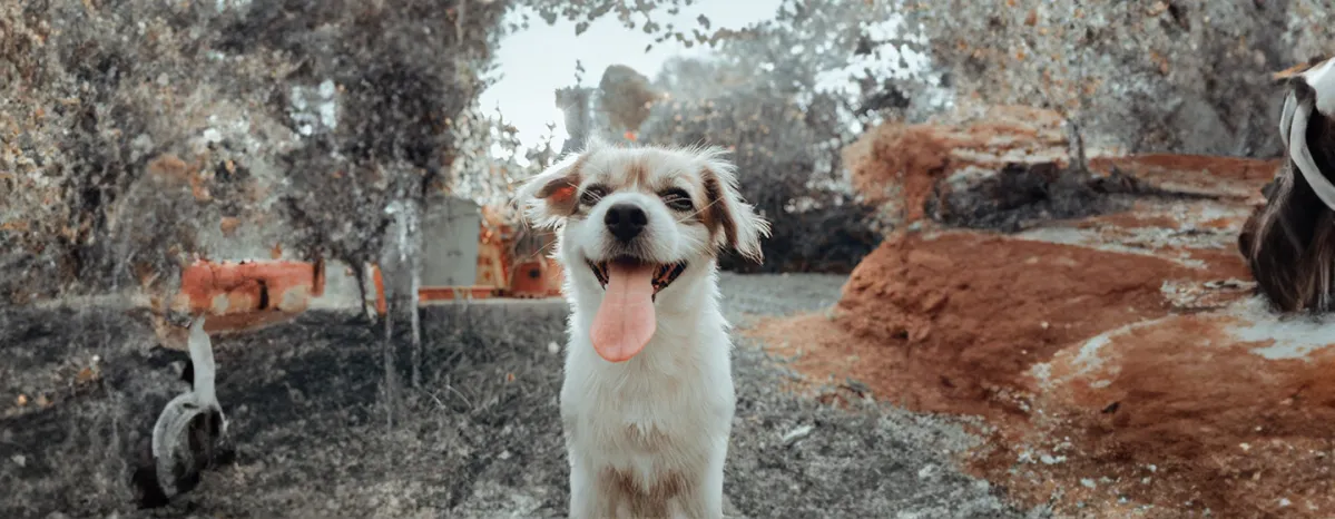 Do Dogs Lose Teeth? All You Need To Know 