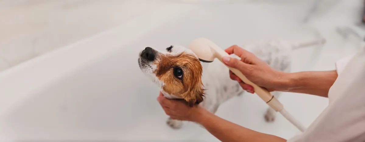 Dog Dandruff