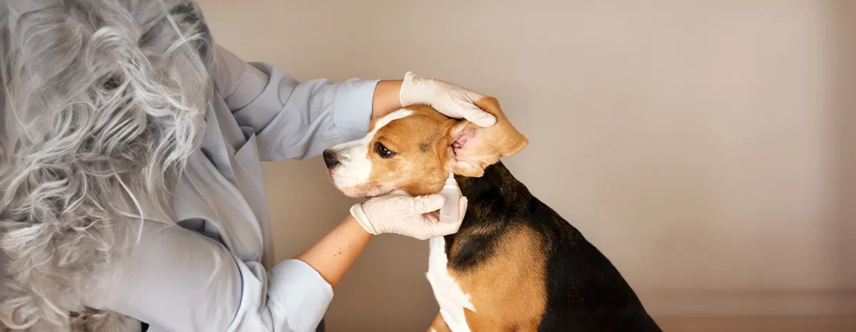 Dog Ear Infections and Other Ear Problems Symptoms, Causes & Treatment