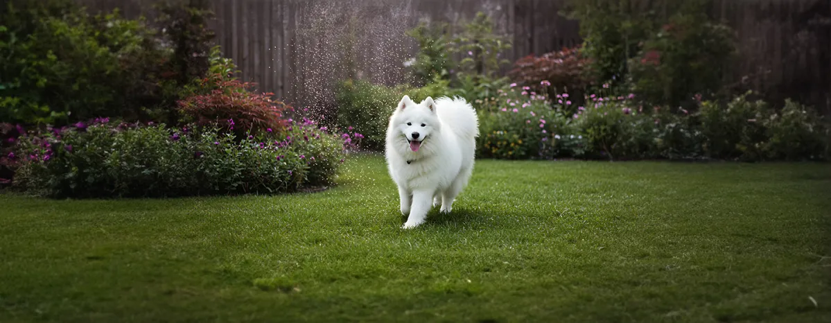 Dog Proof Your Home with a Dog Friendly Garden