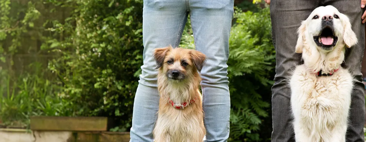 Enriching You and Your Dog’s Life