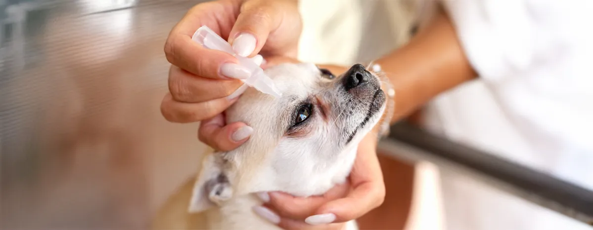 Eye Drops for Dogs Types & When Do Dogs Need Them