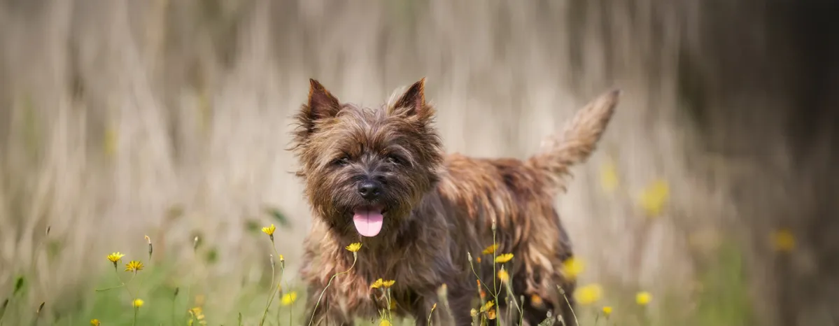 Famous Dogs throughout History