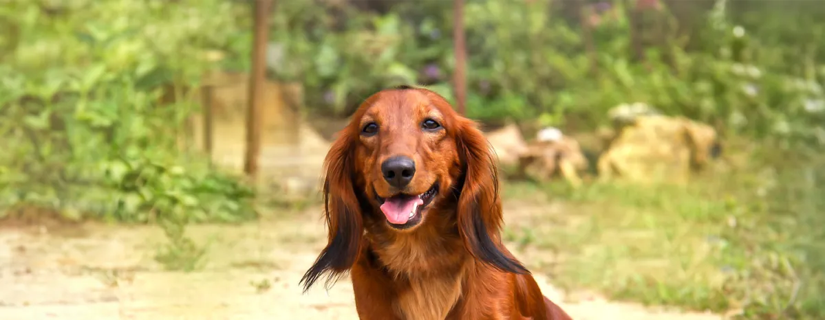 Gum Disease in Dogs