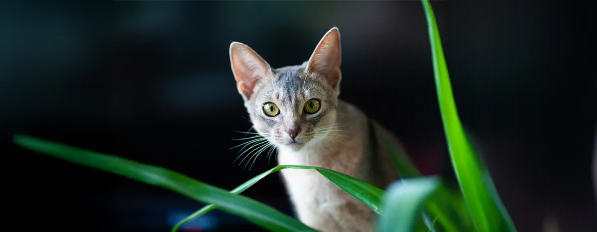 Harmful Substances and Poisonous Foods for Cats