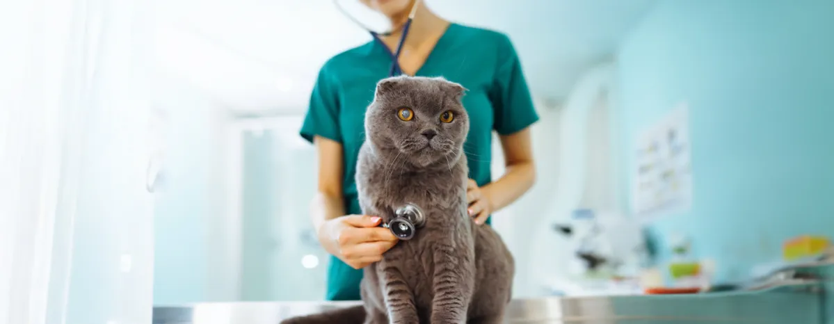 Heart Murmur in Cats: What It Is, Symptoms & Treatment 