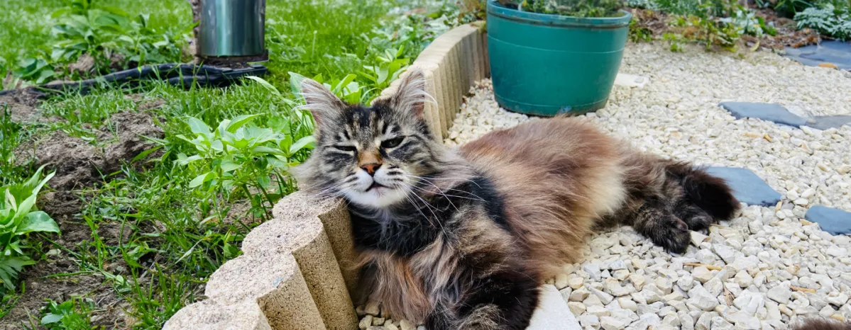 Heatstroke in Cats: Signs and How to Prevent It